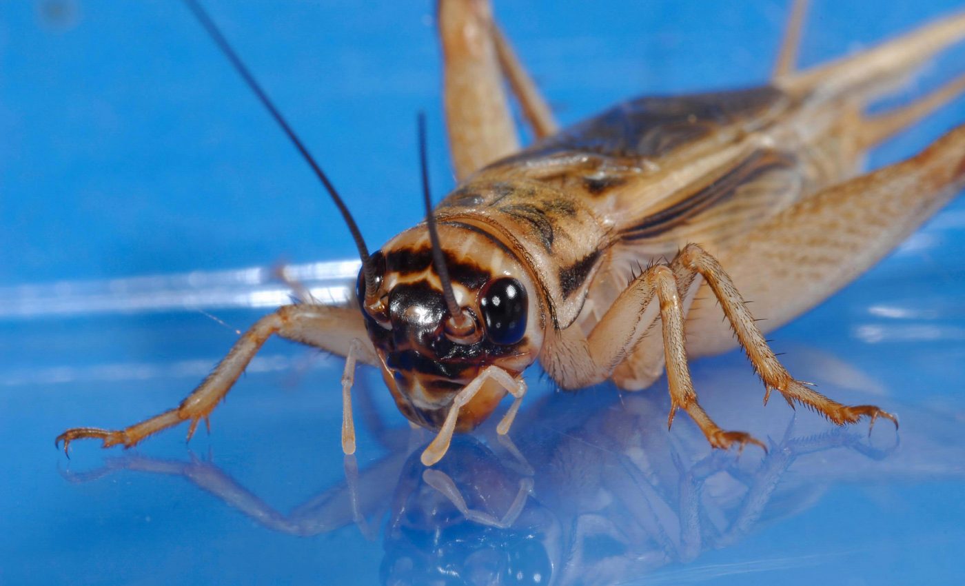 Edible insects set to become an $8 billion industry in the next few years