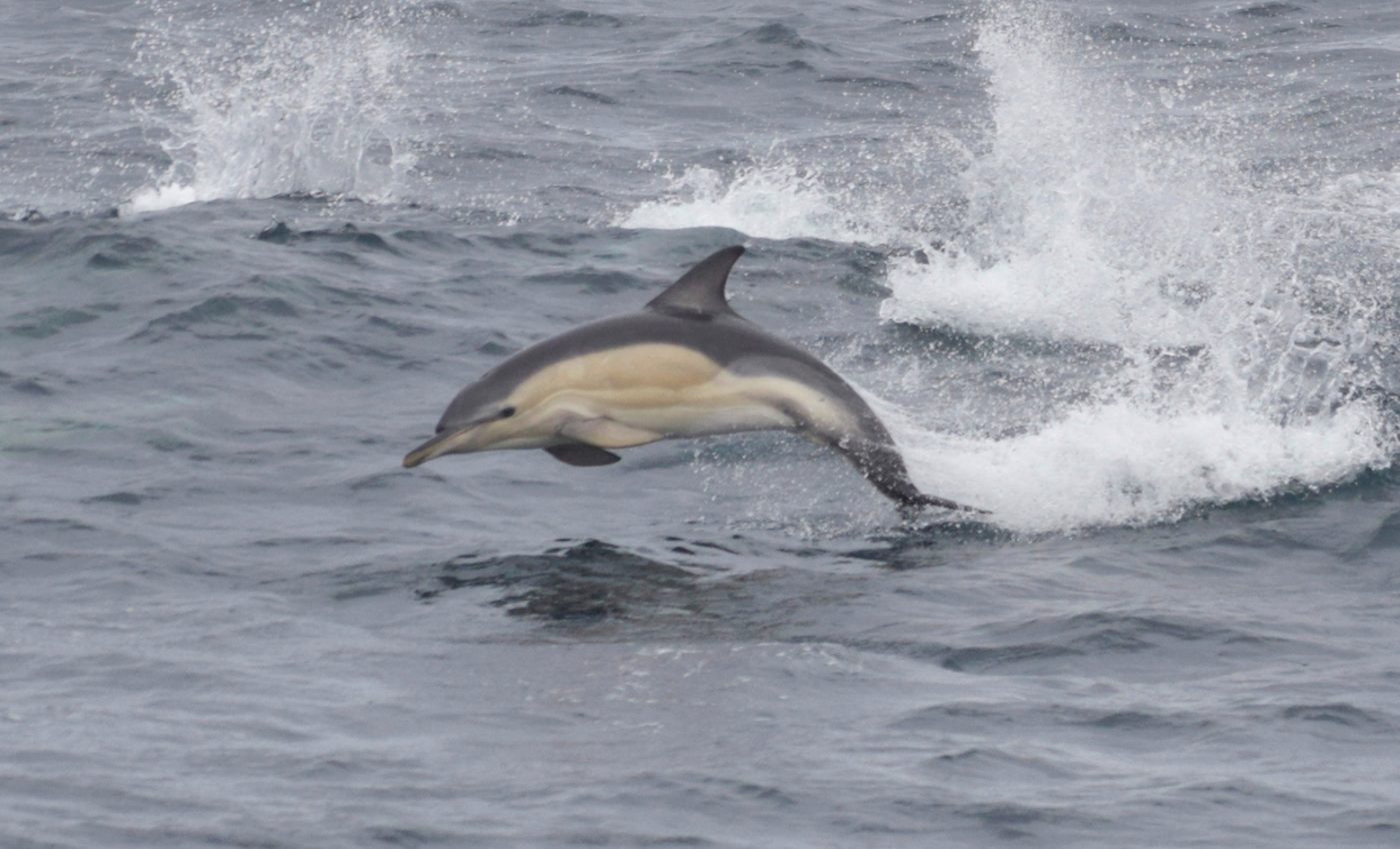 High levels of mercury and pollutants found in English Channel dolphins