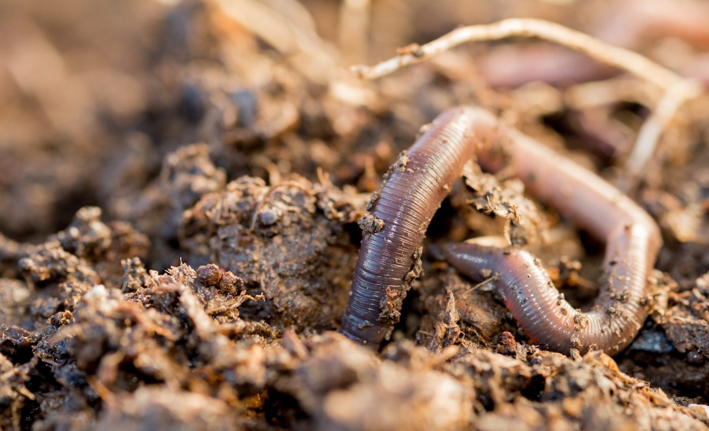 Microplastics are negatively affecting the ‘engineers’ of soil ecosystems