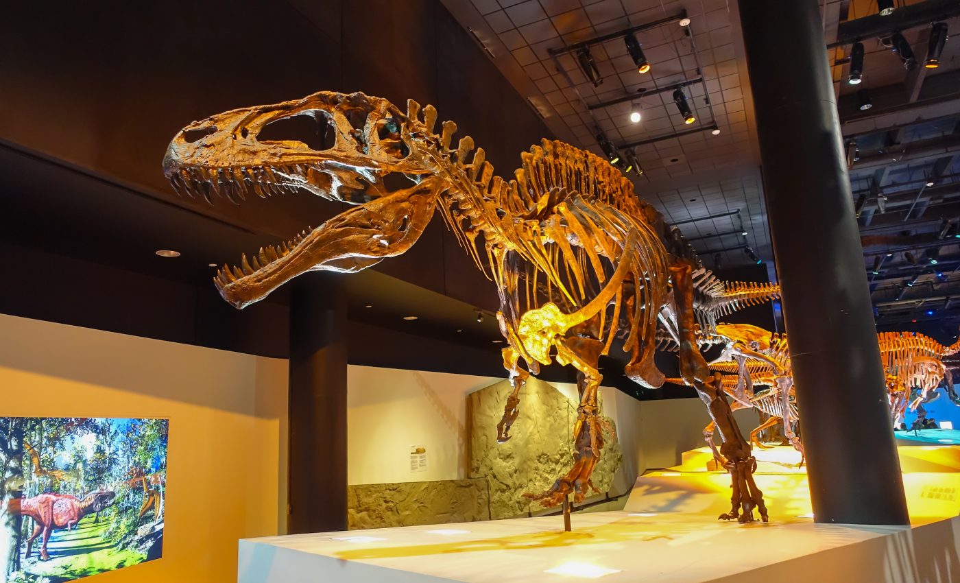 Accidental discovery can lead to unintentional fossil collections