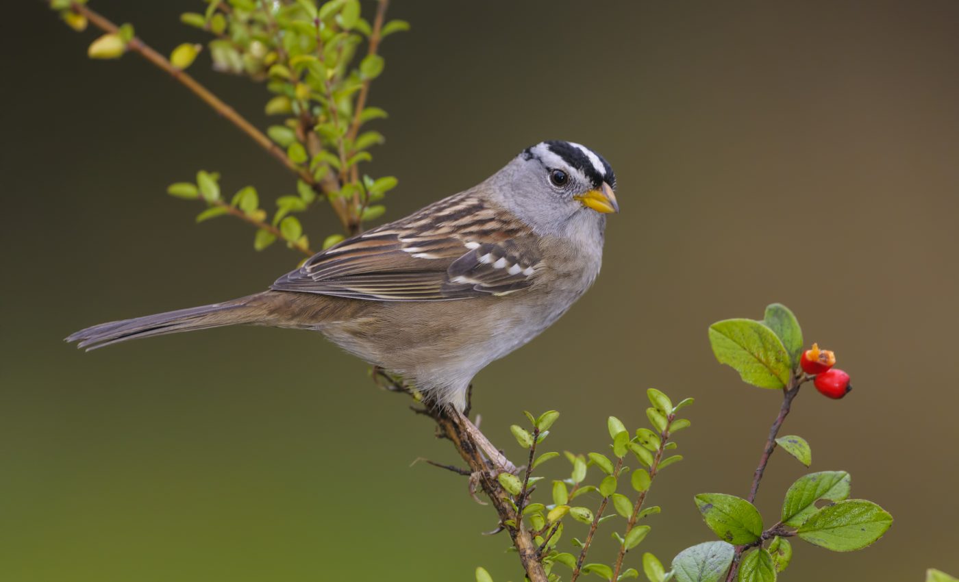 Songbird population declines may be linked to a widely used pesticide