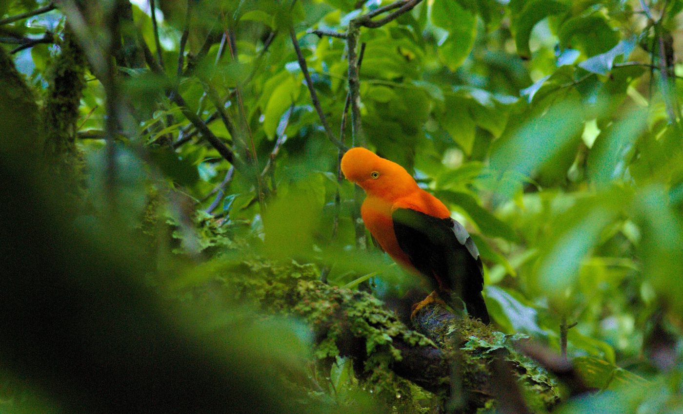 Why mountains are biodiversity hotspots