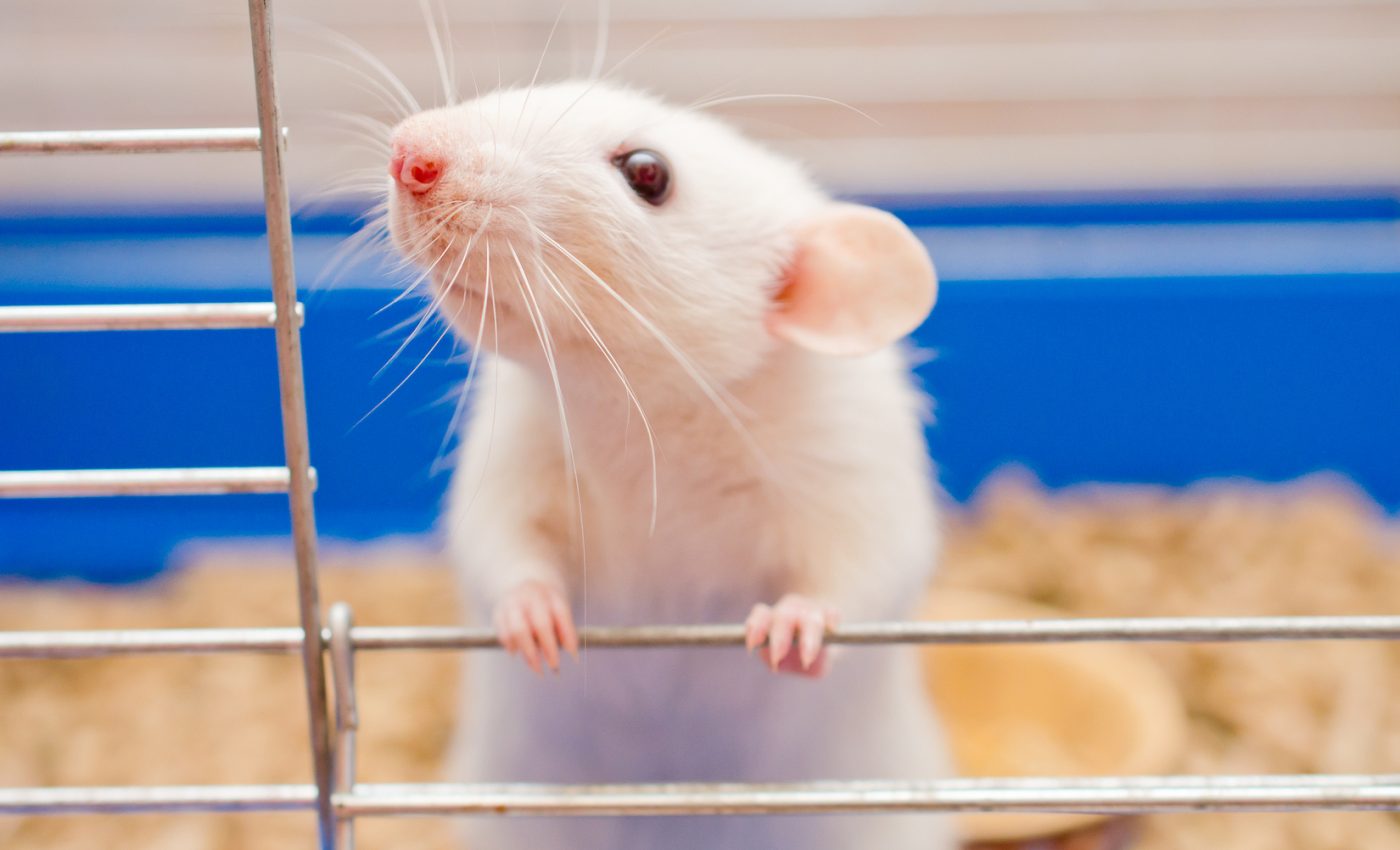 Rats can learn to play hide and seek with humans