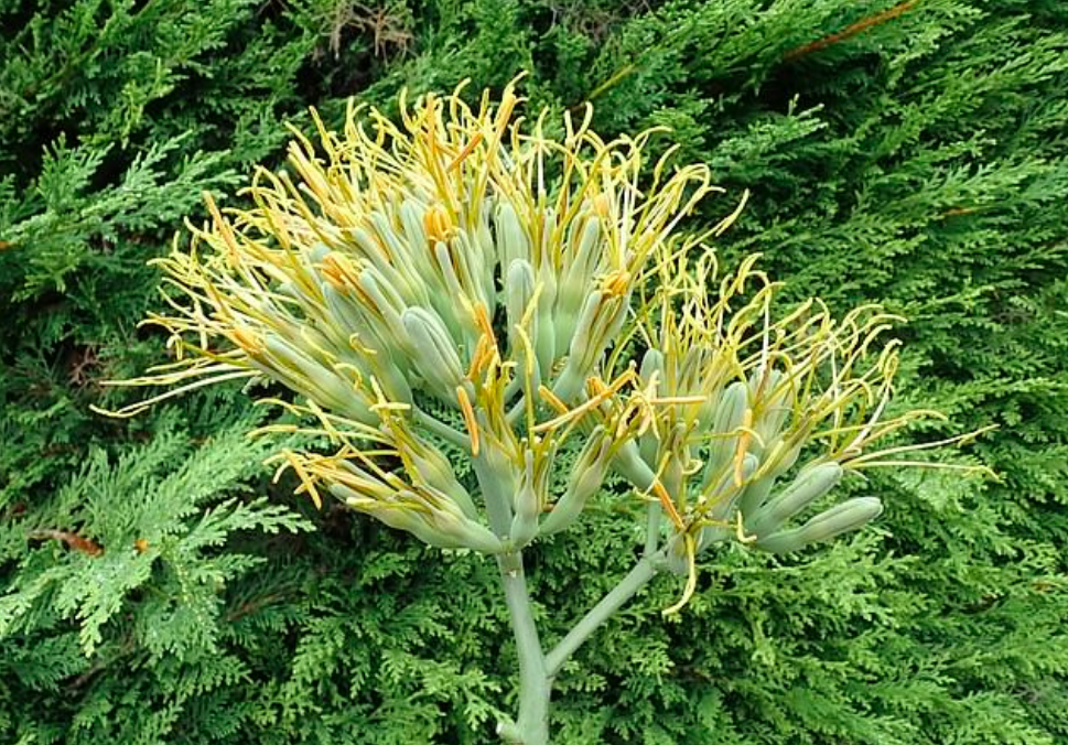 Rare agave plant finally blossoms after 57 years