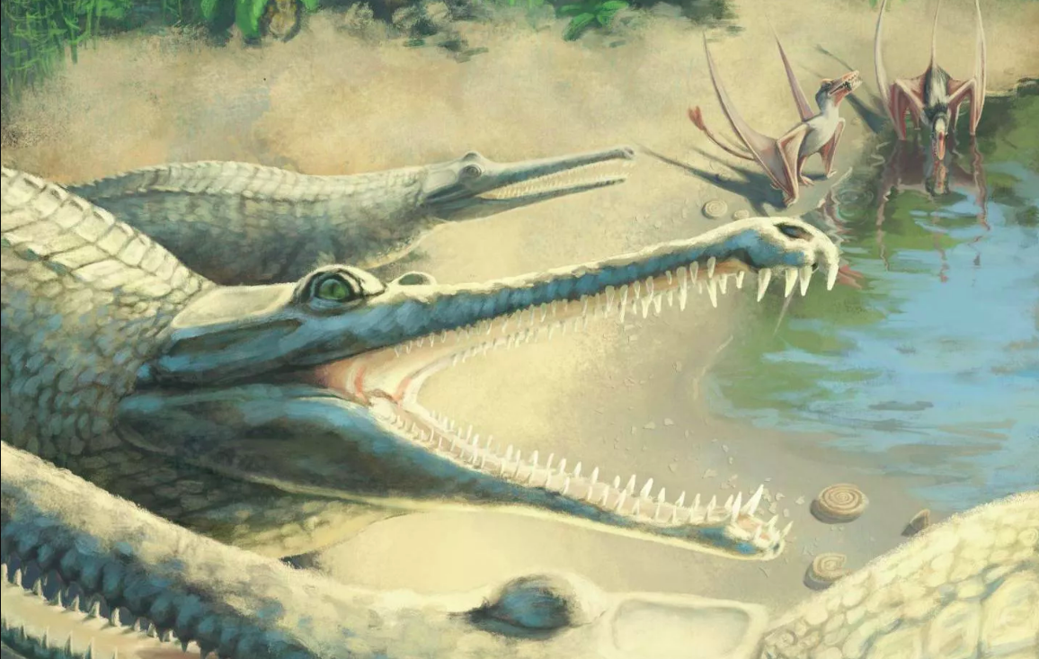 Jurassic crocodile finally identified after 250 years
