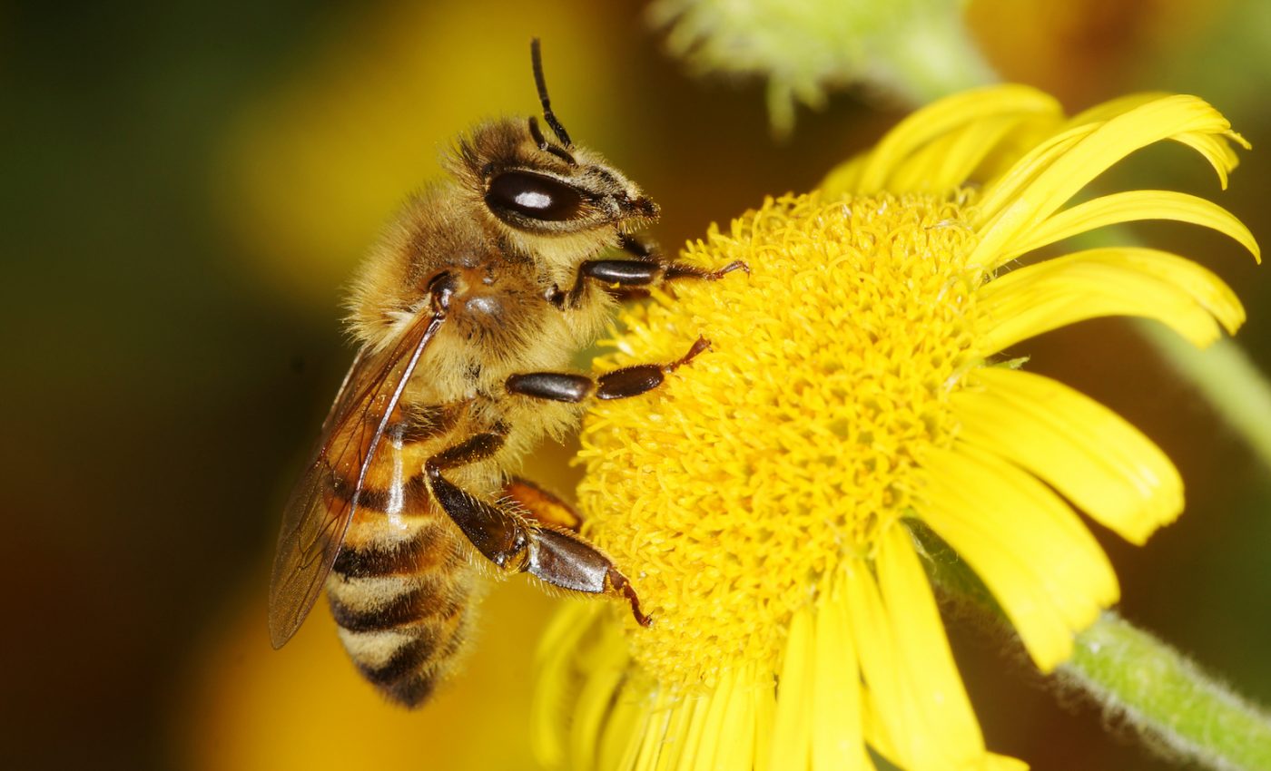 Honey bees can store both good and bad memories