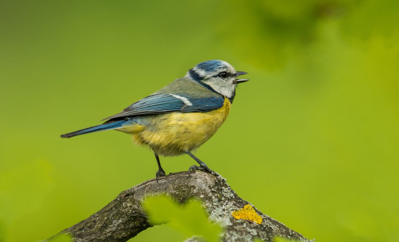 Listening to birds in nature found to be more calming than a meditation app