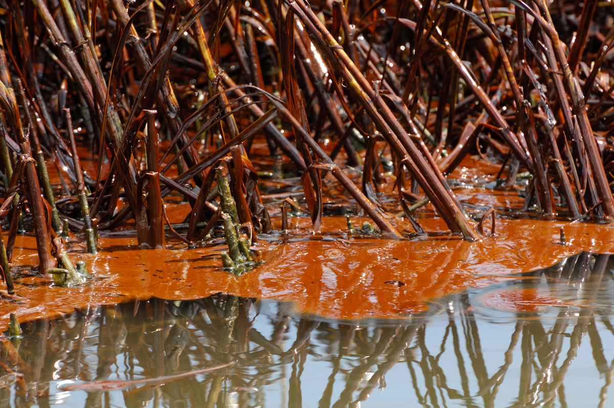 Crabs are meeting to mate at the Deepwater Horizon spill site