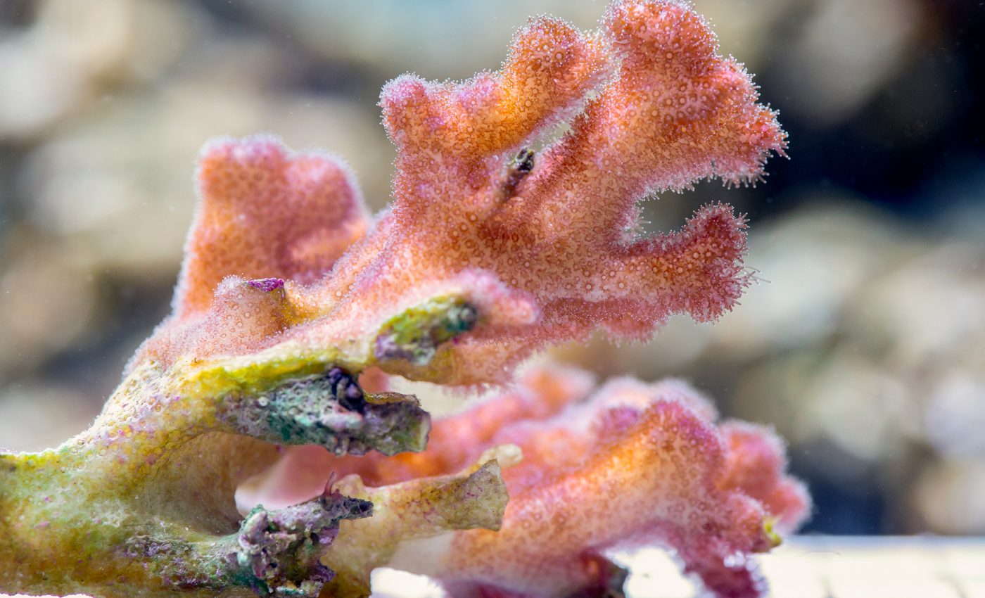 Coral parents pass their algae on to their offspring