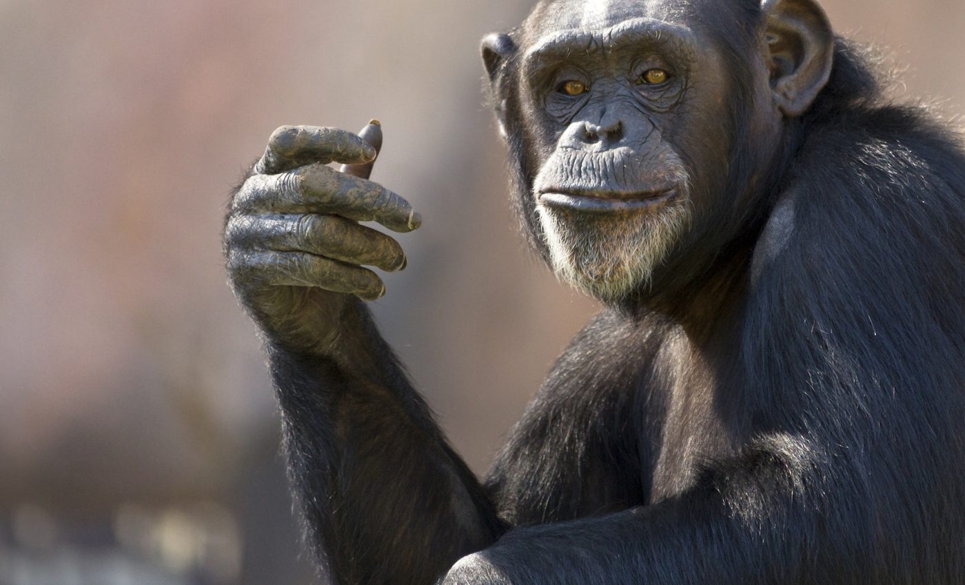 Humans may share an ancient form of communication with great apes