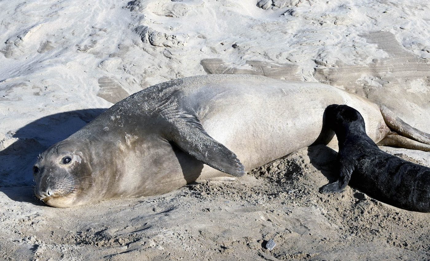 Select few elephant seal mothers produce majority of the population