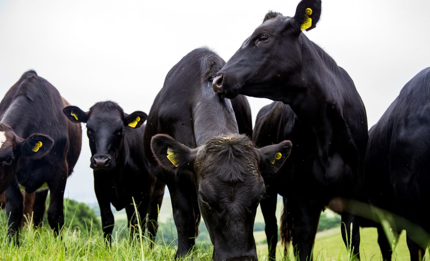 Sustainable agriculture will be critical to preventing global food shortages