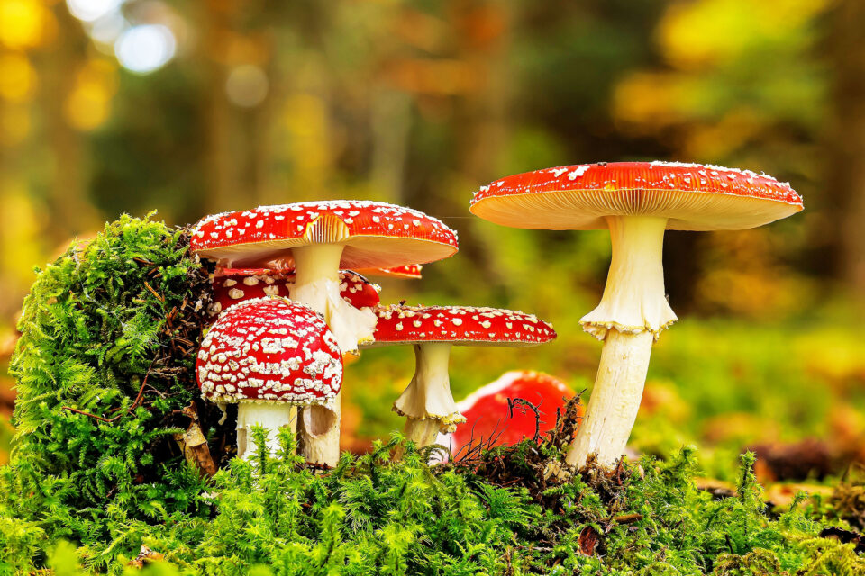 Introduction to the Fungi Life Cycle