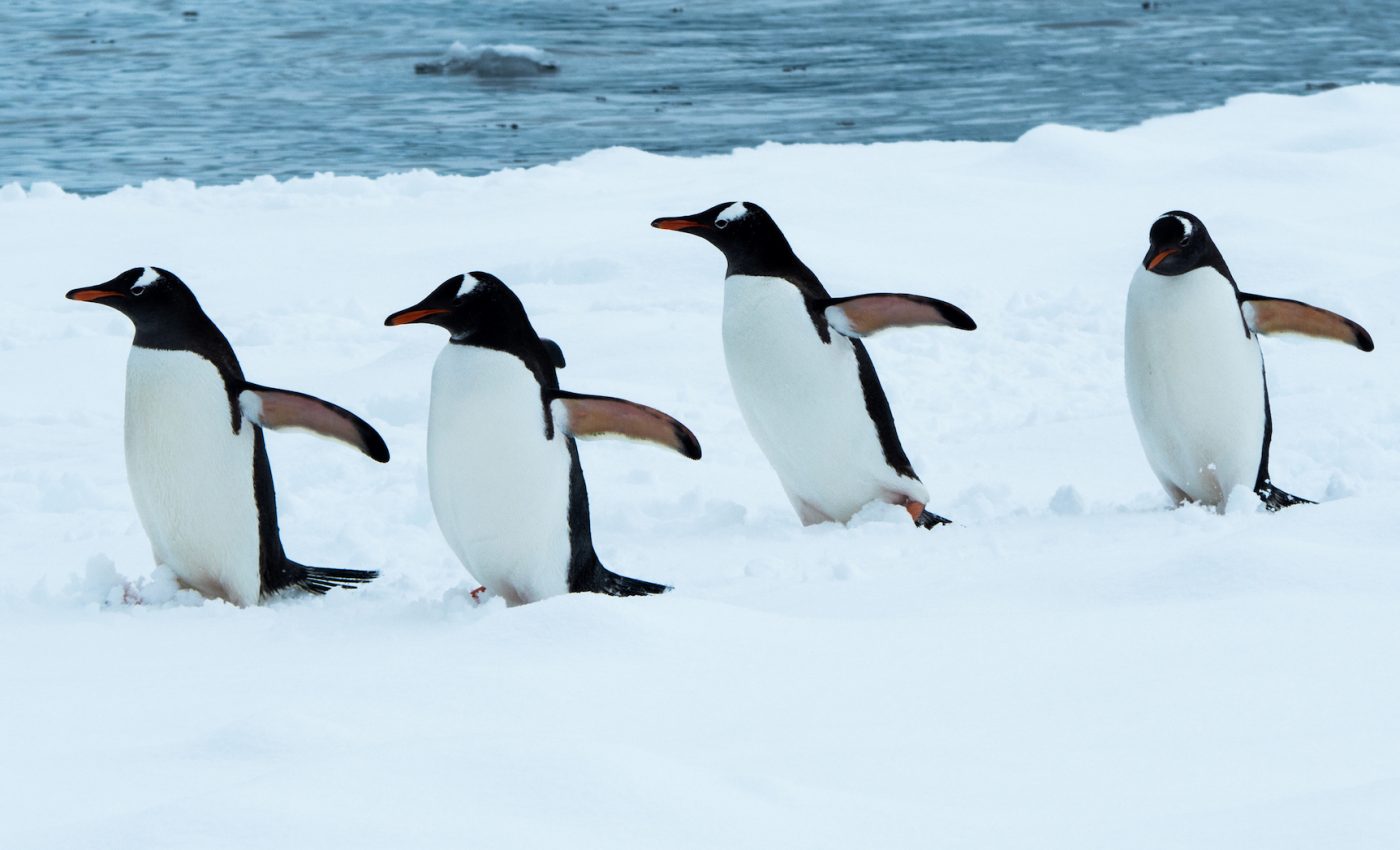 Genome project will promote a better understanding of penguin evolution