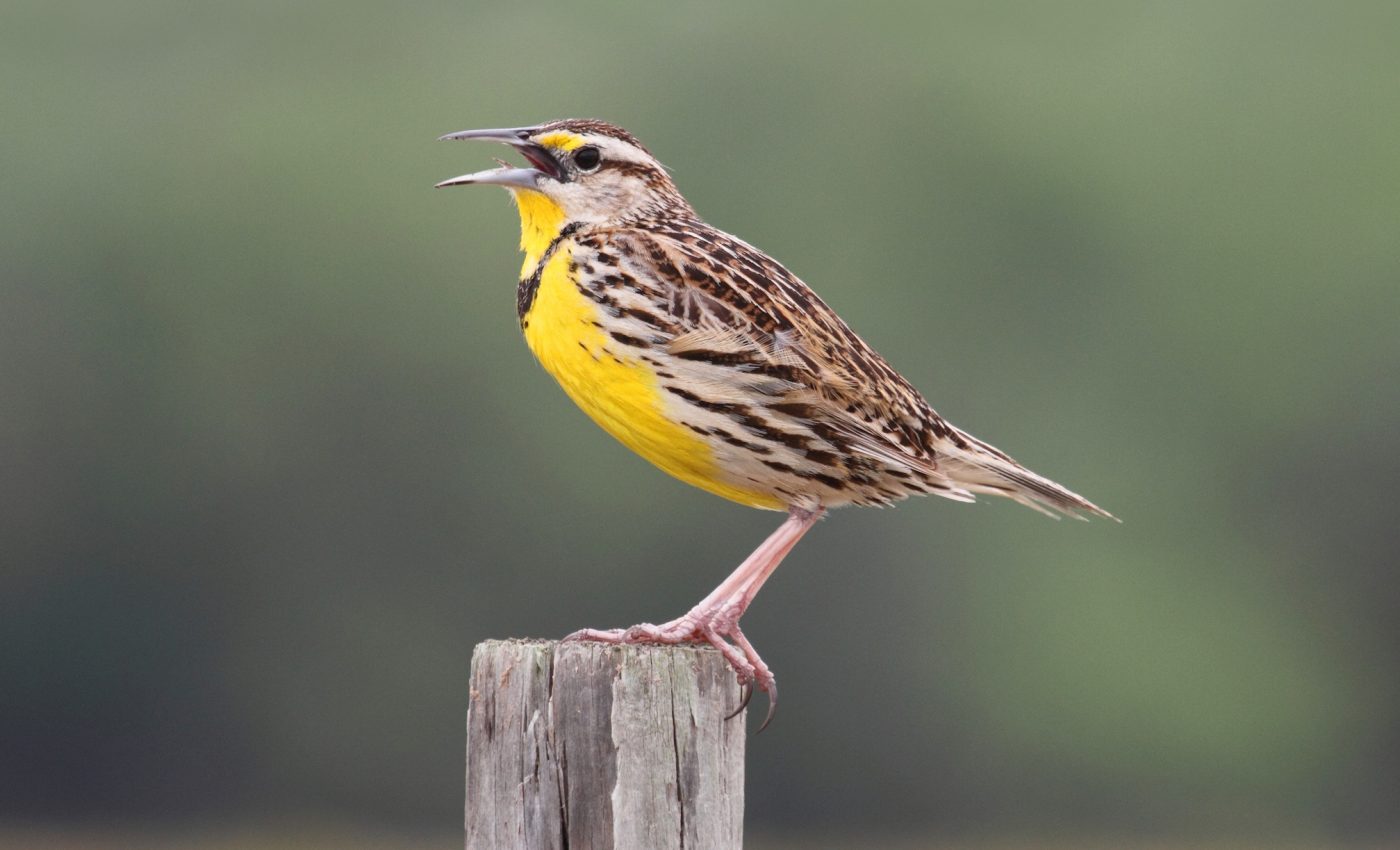 Bird populations in the US and Canada have dropped by 29 percent in 50 years