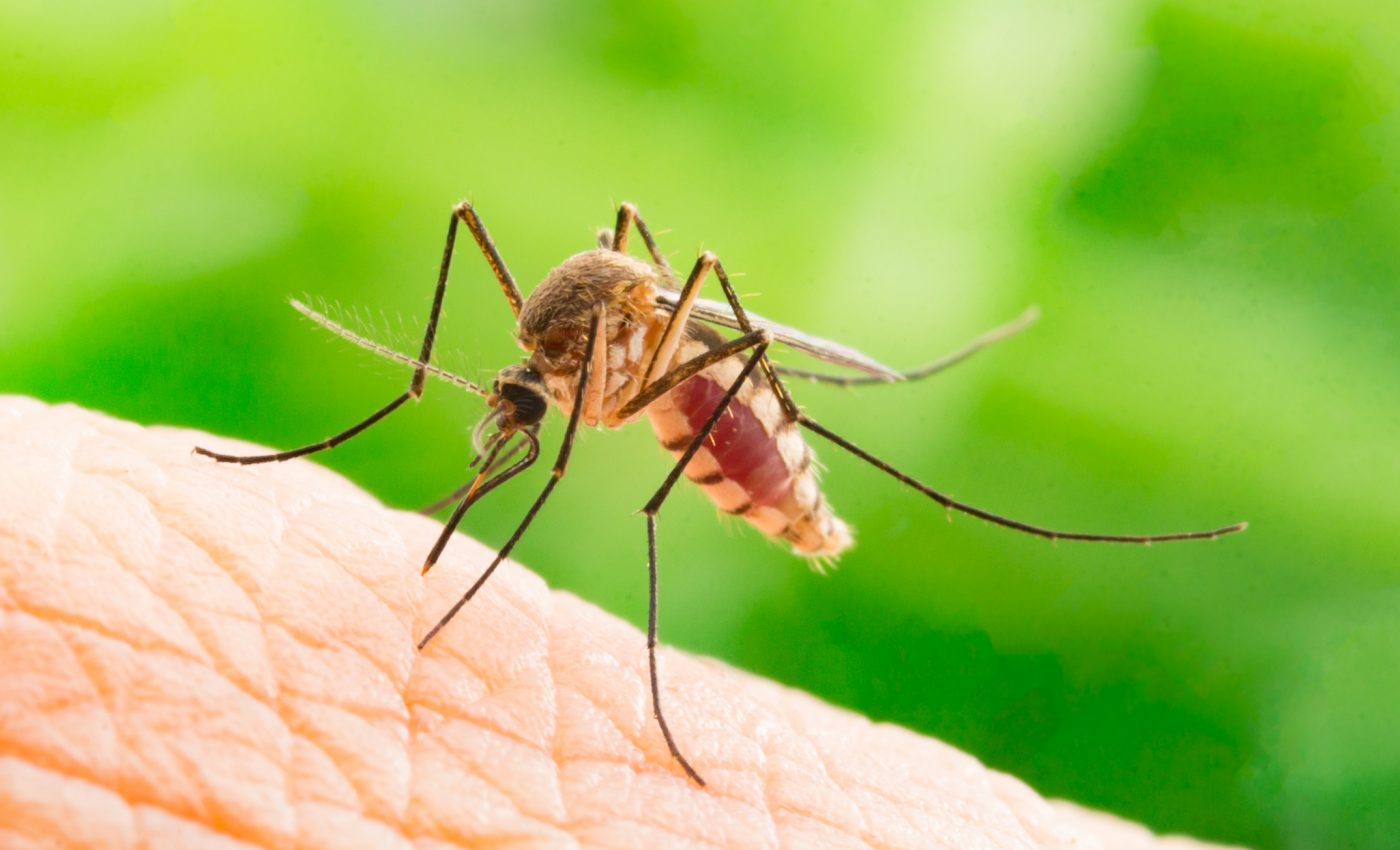 Plan to release genetically modified mosquitoes may have backfired