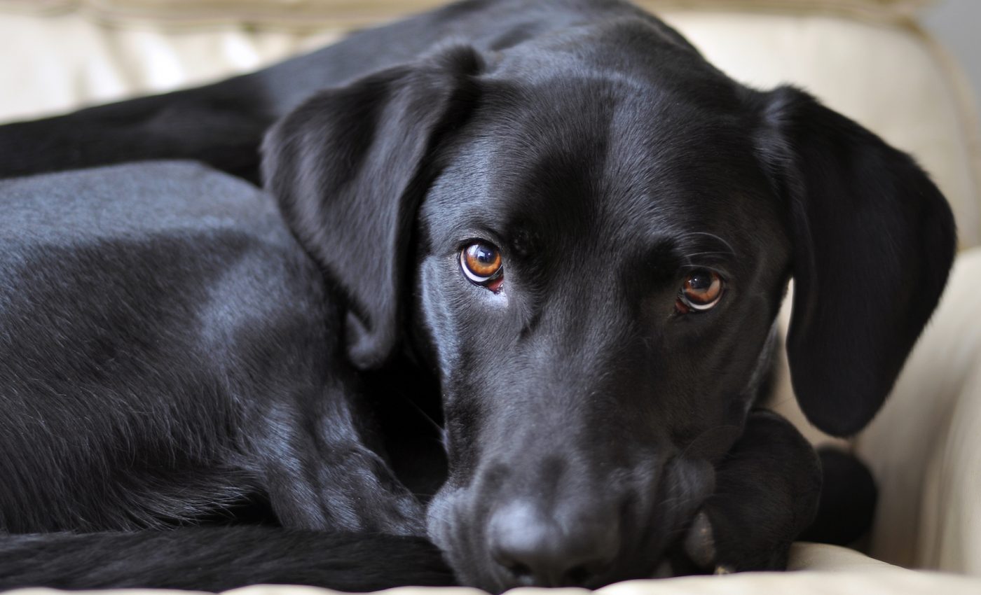 Why some dogs are needy while others are more independent