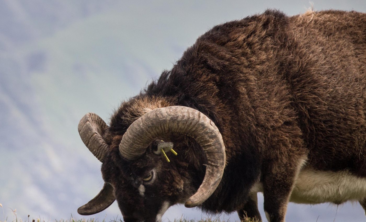 Wild animals found to experience age-related immunity decline like humans