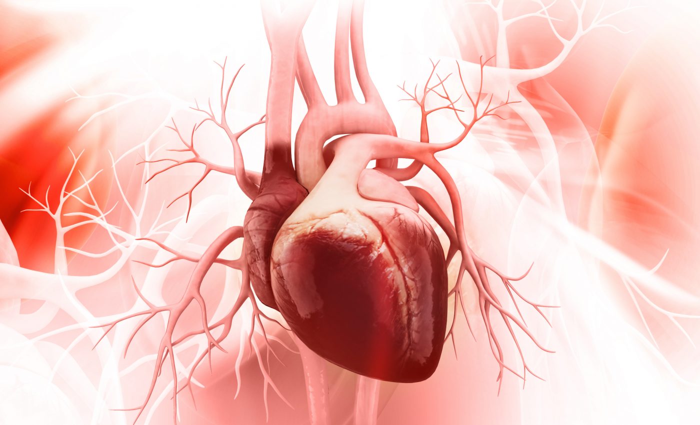 The human heart evolved for endurance, not for a sedentary lifestyle