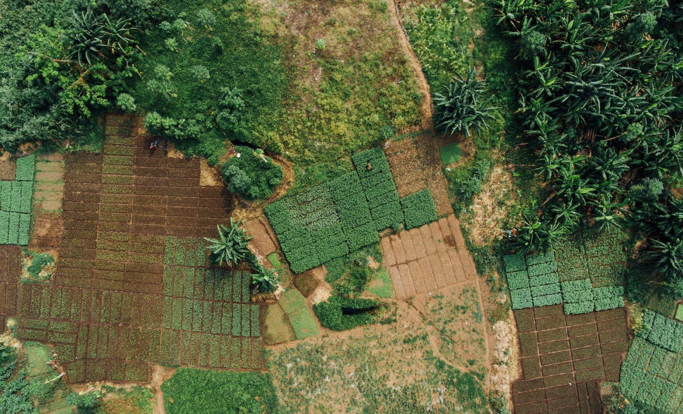 Smartphone app uses AI to help African farmers prepare