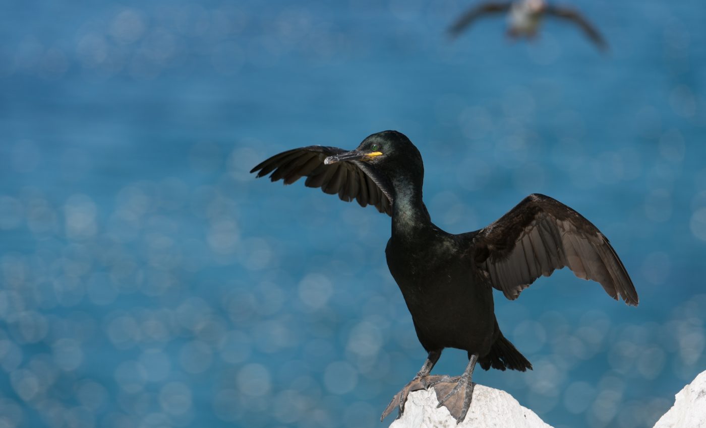 Seabirds copy their neighbors when diving for fish