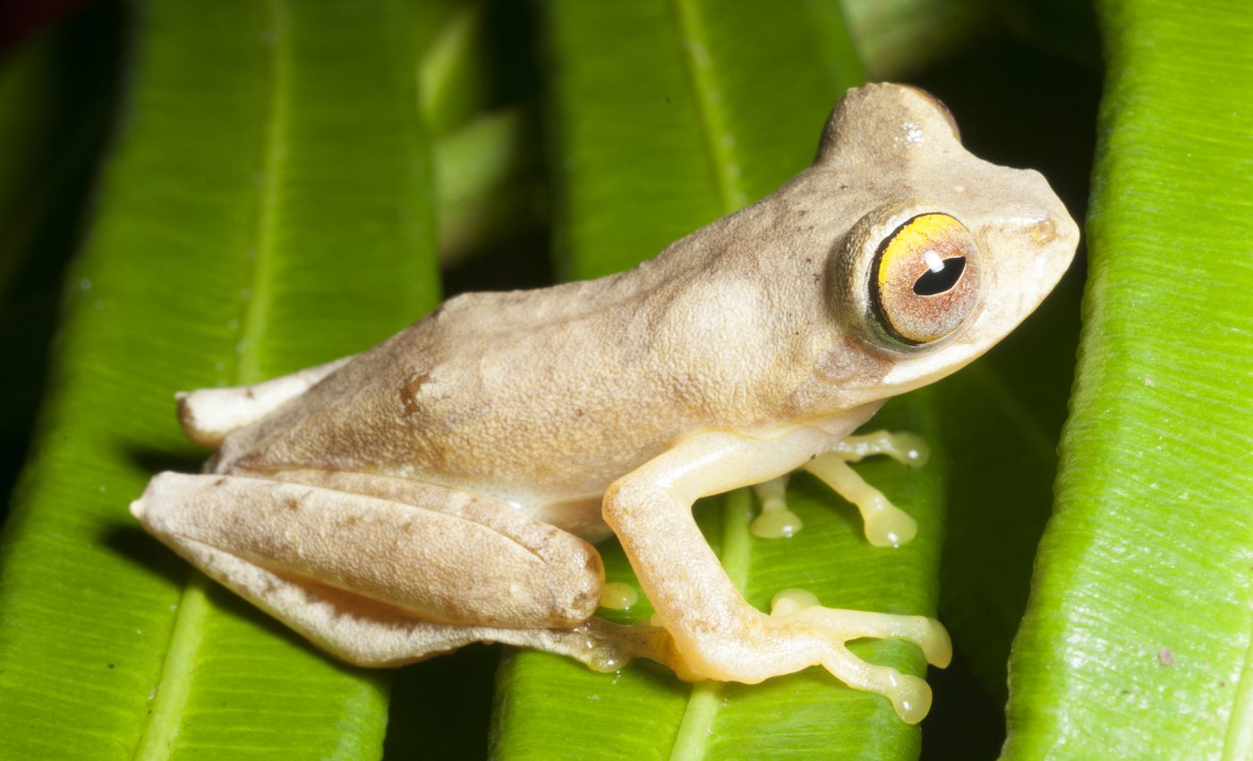 Tracking the global distribution of a frog-killing fungus