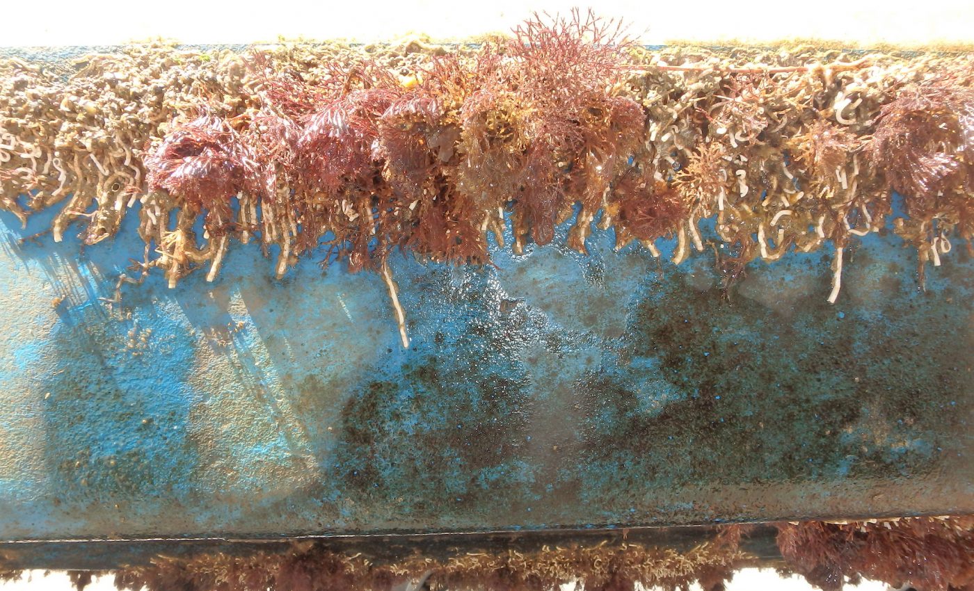 Recreational boating is spreading invasive species