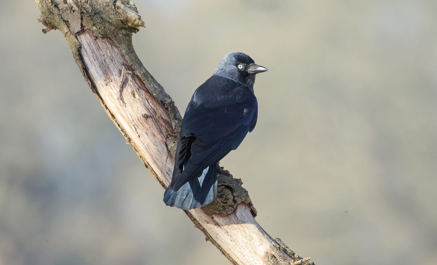 Jackdaws can warn each other about humans they perceive as threats
