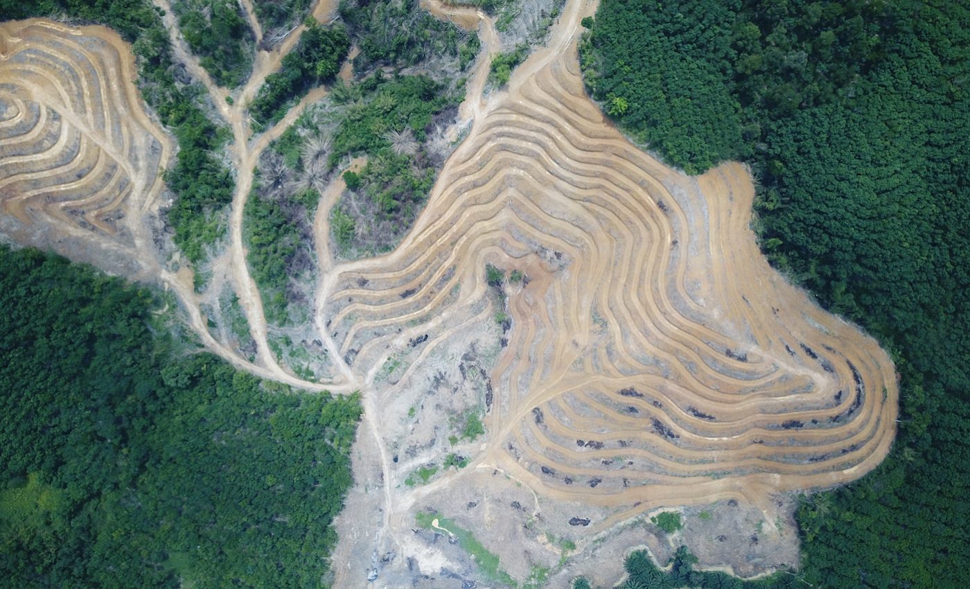 California’s proposed Tropical Forest Standard passes amidst controversy