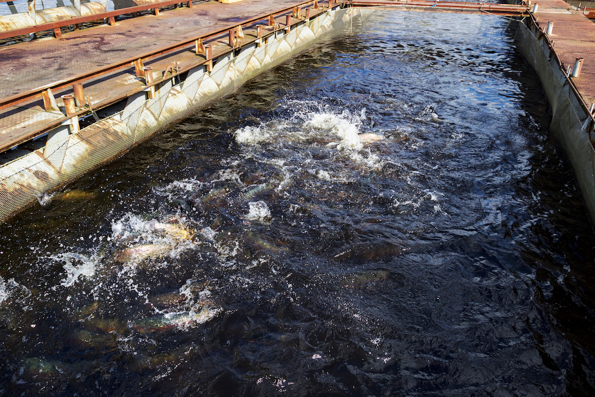 The nutritional and economic value of freshwater fish have been underestimated