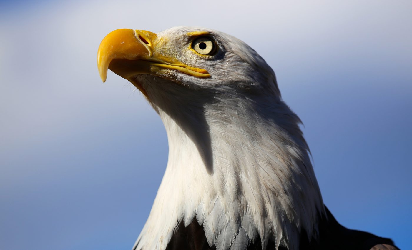 17 states are suing after Trump admin weakens Endangered Species Act