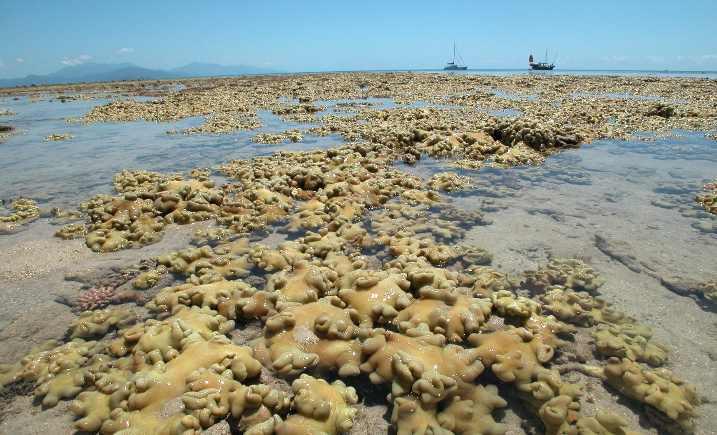 Study reveals major changes in the Great Barrier Reef over the past century