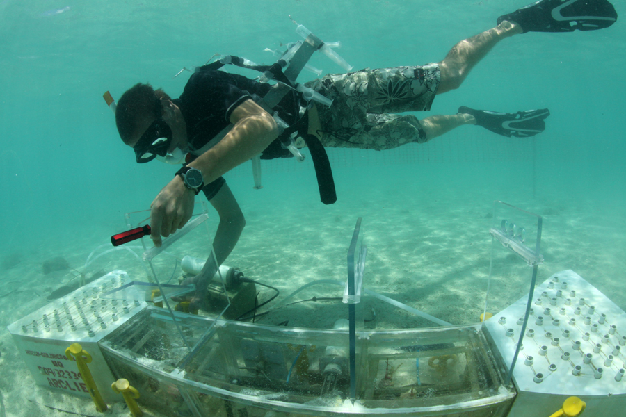 Coral reef experiments confirm climate change predictions