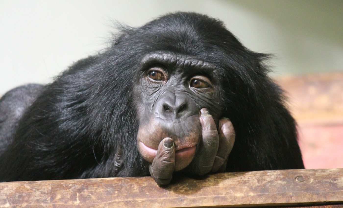 Great apes can understand the complex mental states of others