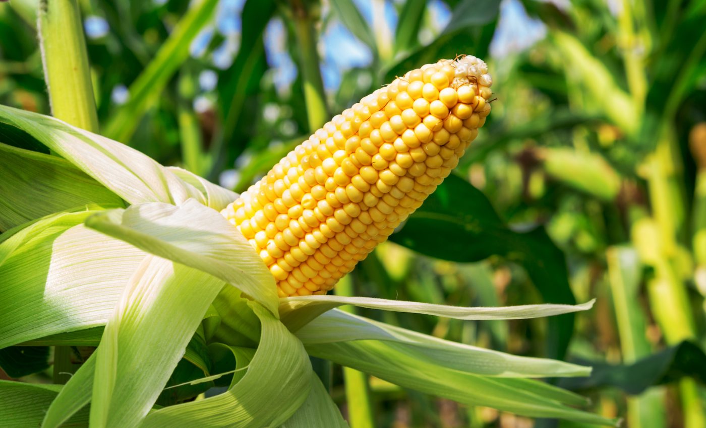 Rising ozone levels pose a serious threat to some corn plants