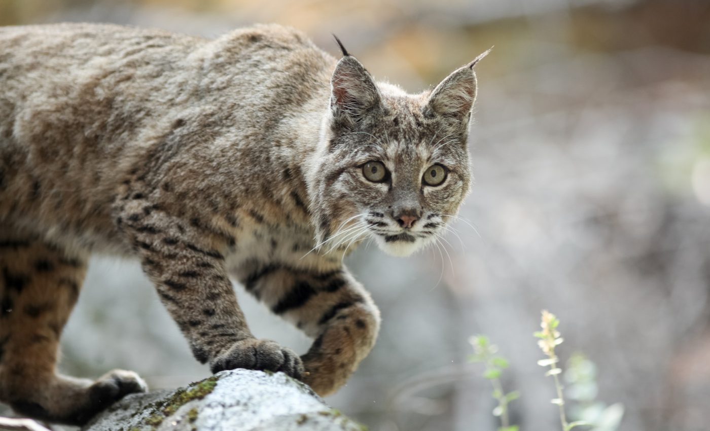 Bobcats prove resilient in the face of human development