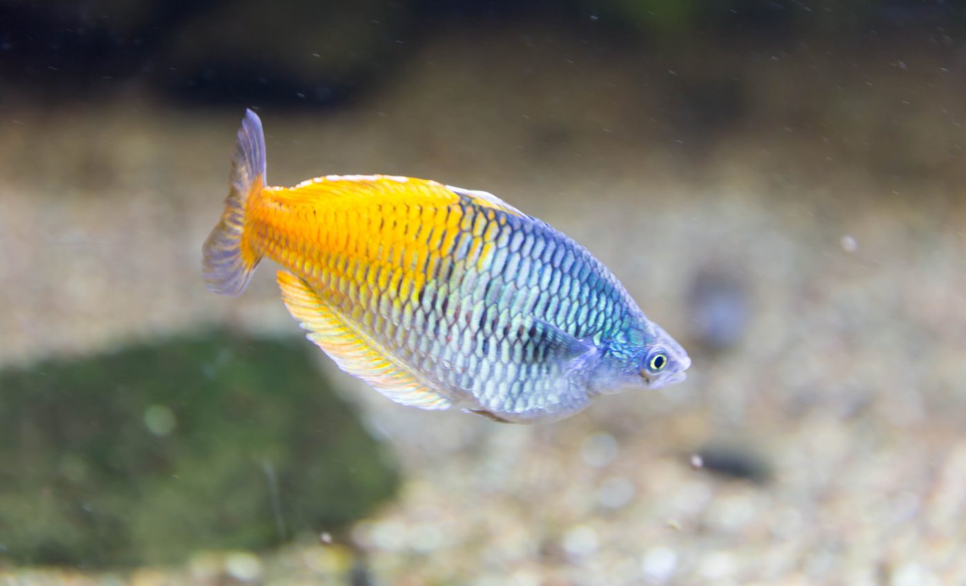 Sustainable freshwater fishkeeping: Insights from aquarist Rachel O'Leary