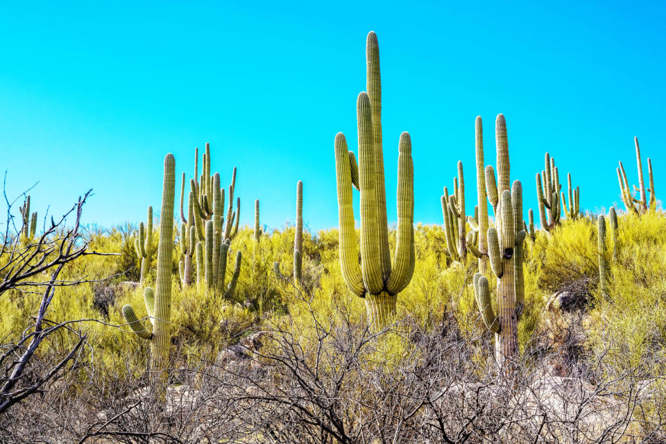 Most Popular Cactus Trees