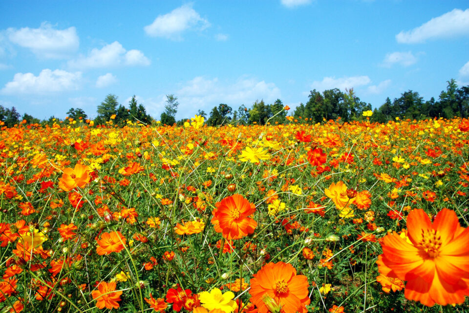 Why You Should Be Excited About Grassland Plants