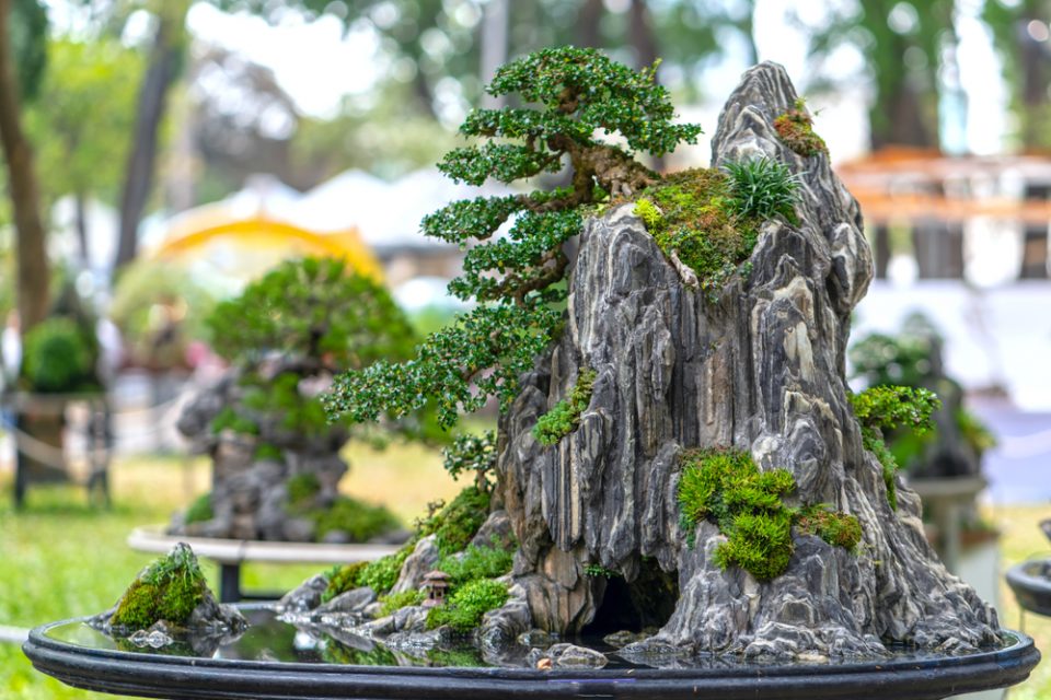 What is the Chinese Art of Penjing? (It's Not the Same as Bonsai)