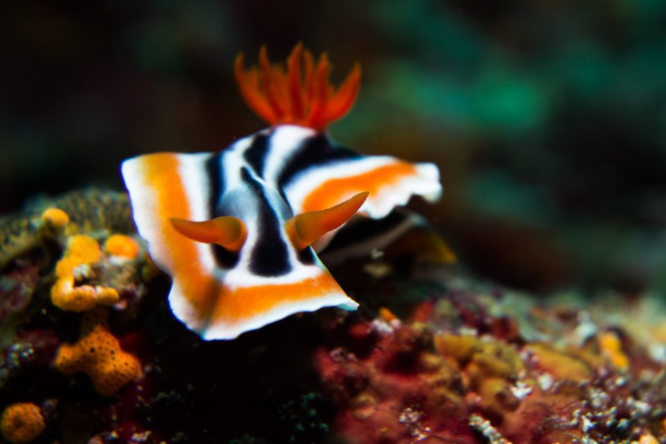 Diving Into the Crazy and Beautiful World of Nudibranchs