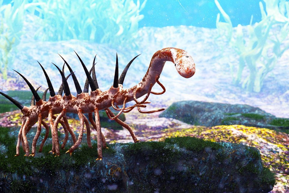 What the heck is Hallucigenia?