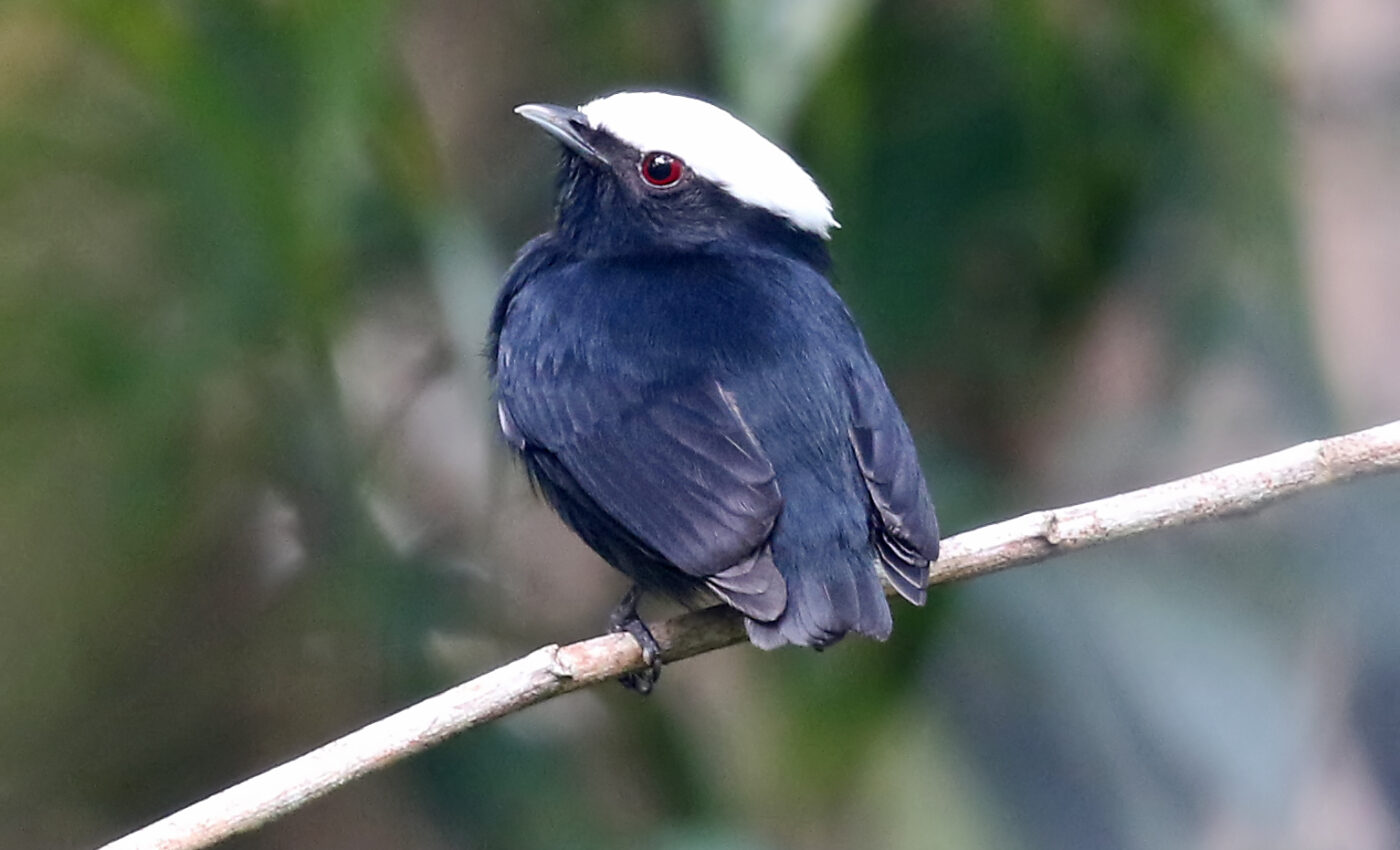 Isolated tropical birds may represent new species