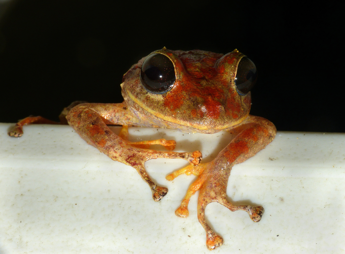 New rainfrog named after climate activist Greta Thunberg