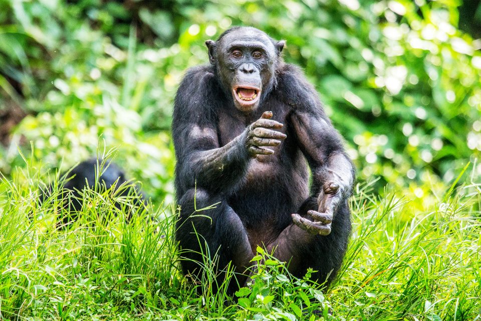 Chimpanzees vs. Bonobos: What’s the Difference?
