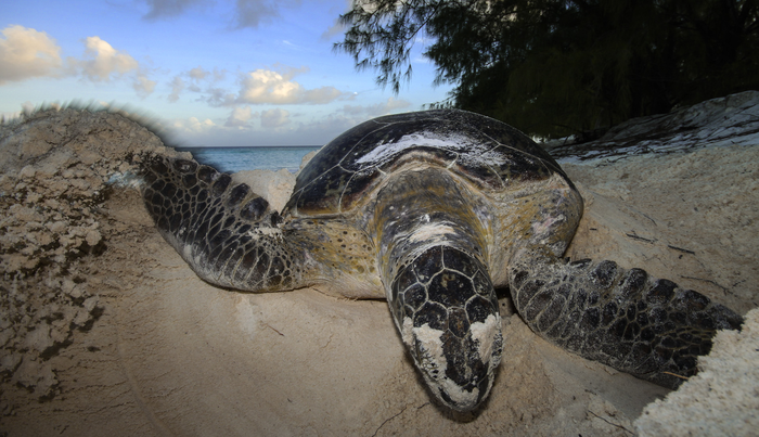 Green turtle populations have bounced back in the Seychelles