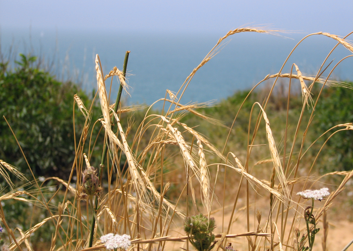 Wild grass could protect crops against deadly pathogens