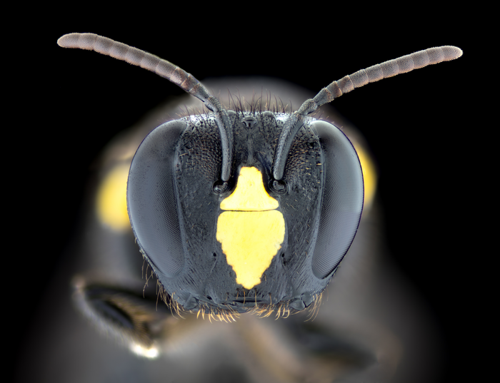 Bee altruism may be key to understanding social evolution
