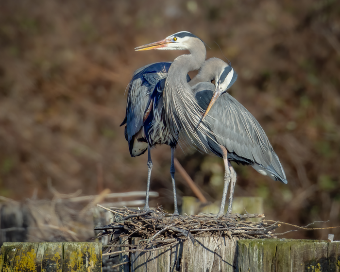 Birds expanded into quieter cities during Covid lockdowns