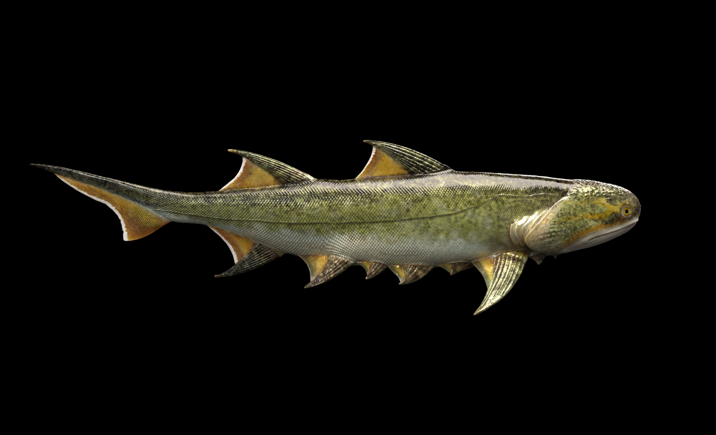 Ancient shark was one of the earliest human ancestors